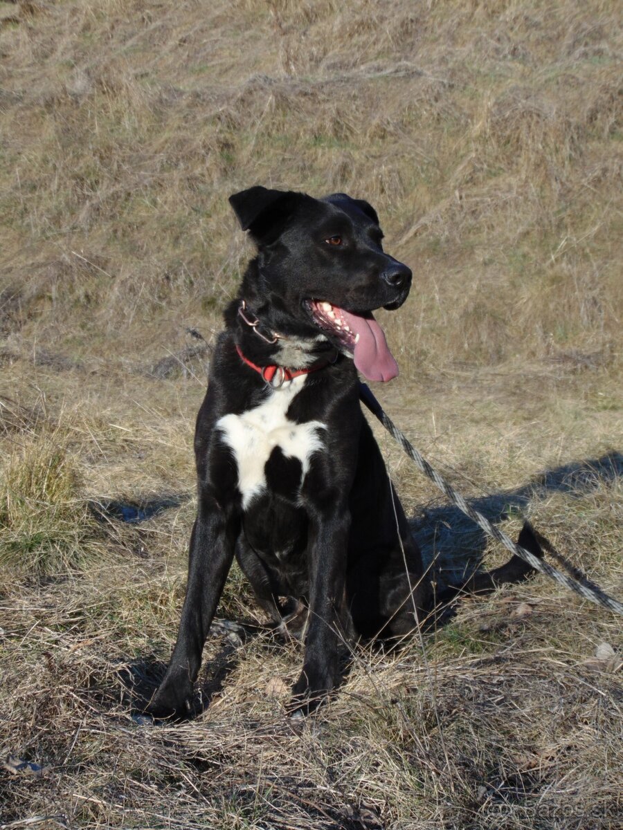 Darujem rodinného psa Danteho - mix labrador / doga - 3