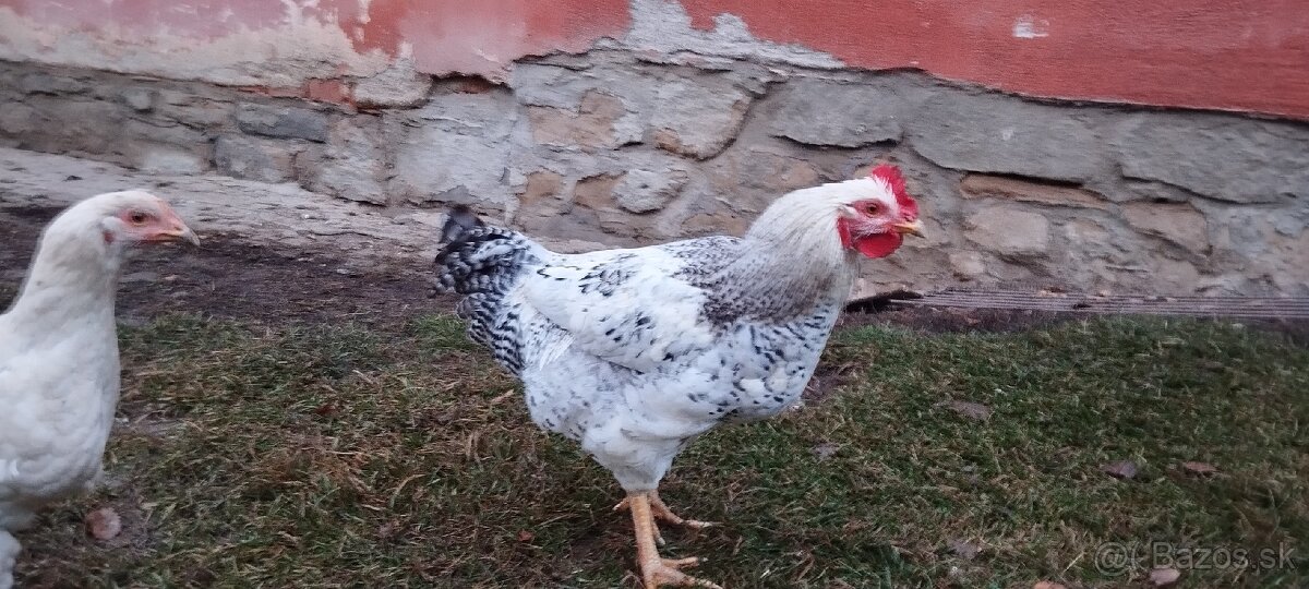 Predám kohúty - 3