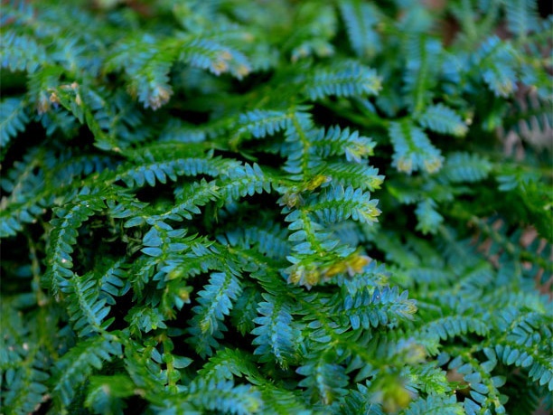 Selaginella uncinata (Didiclis uncinata) - 3