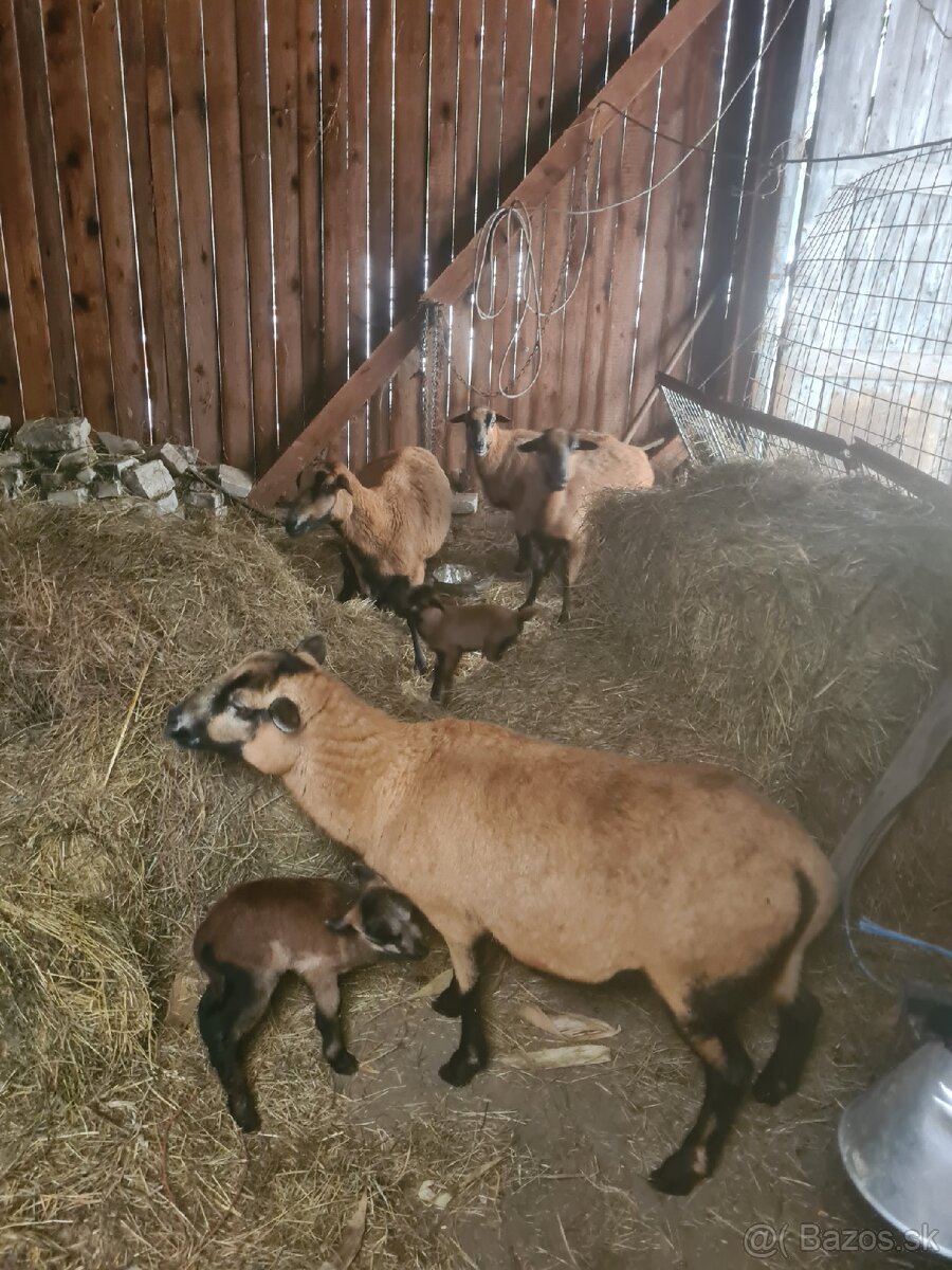 Predám ovce - 3