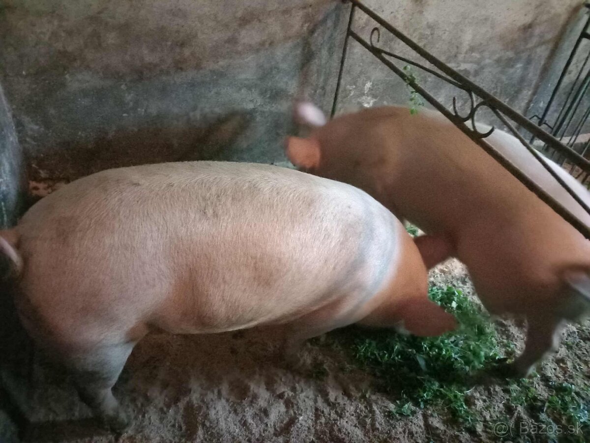 Jatočné ošípané - 3