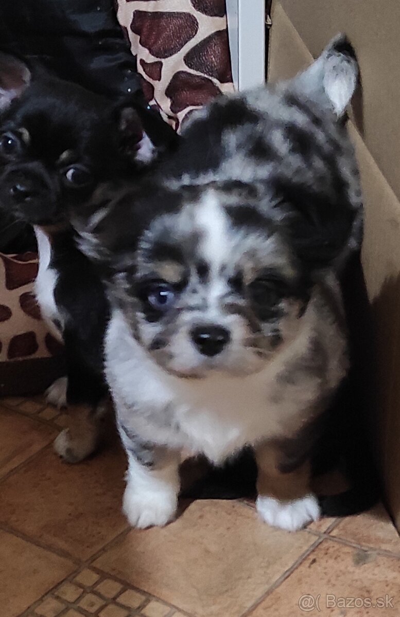 čivava dlhosrsta - 3