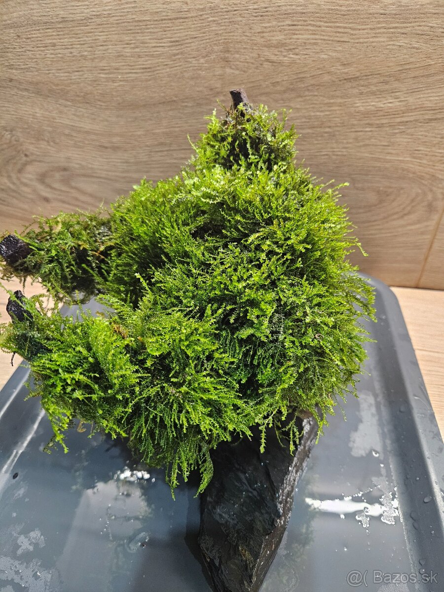 Akvarijny machovy strom, bonsaj - 3