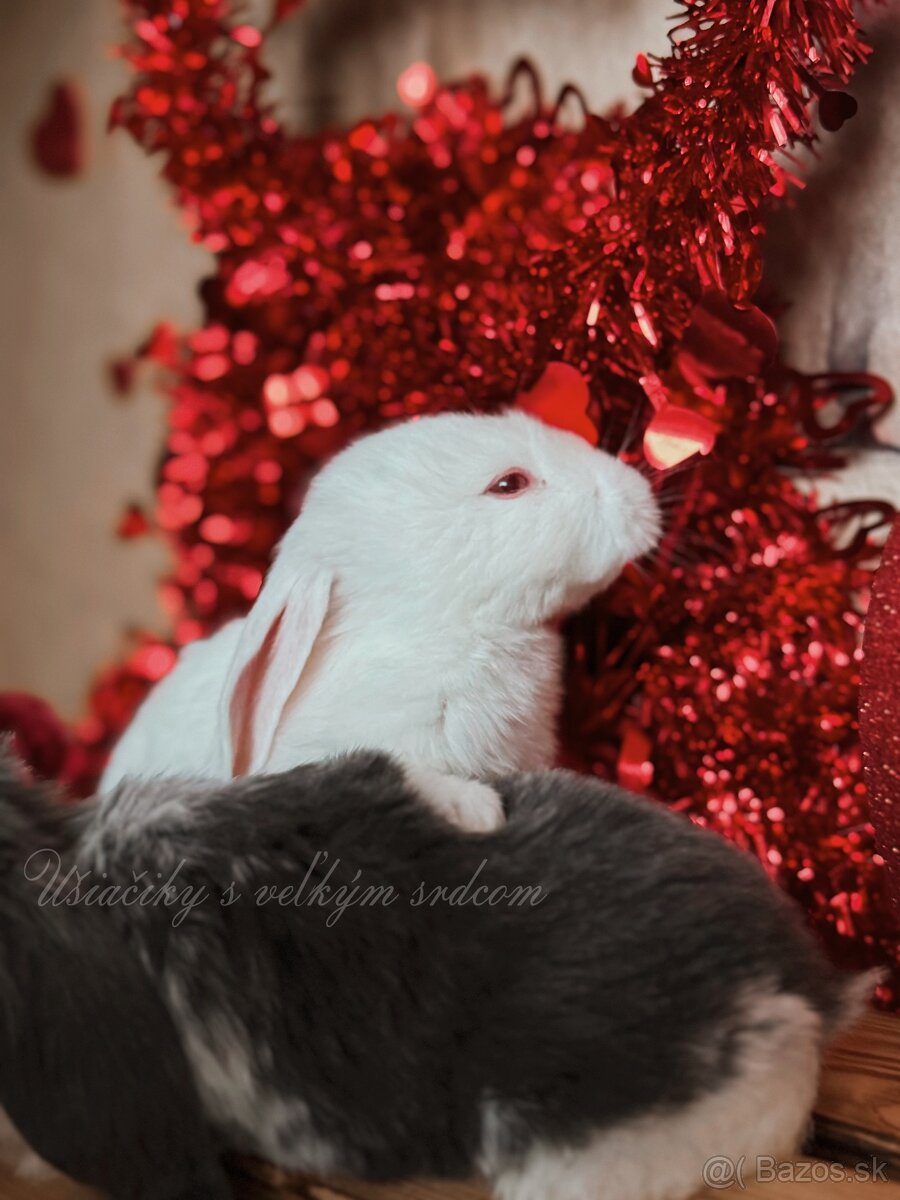 Anglický barenček s pp - 3