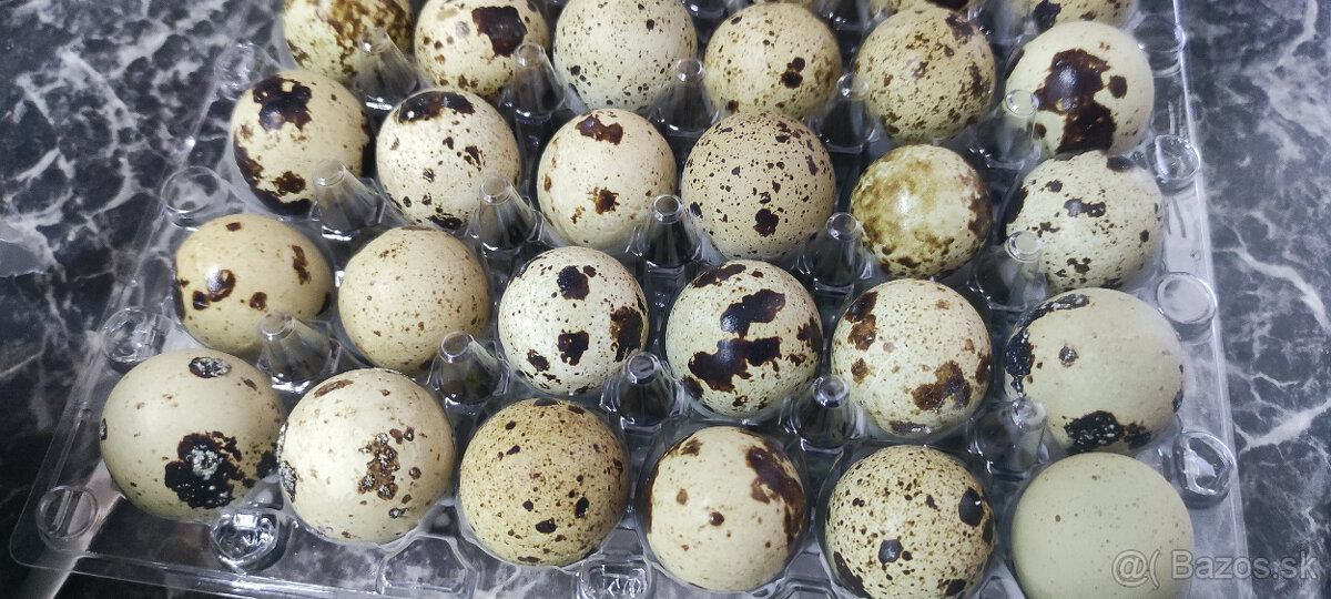 Prepeličie vajíčka - 3