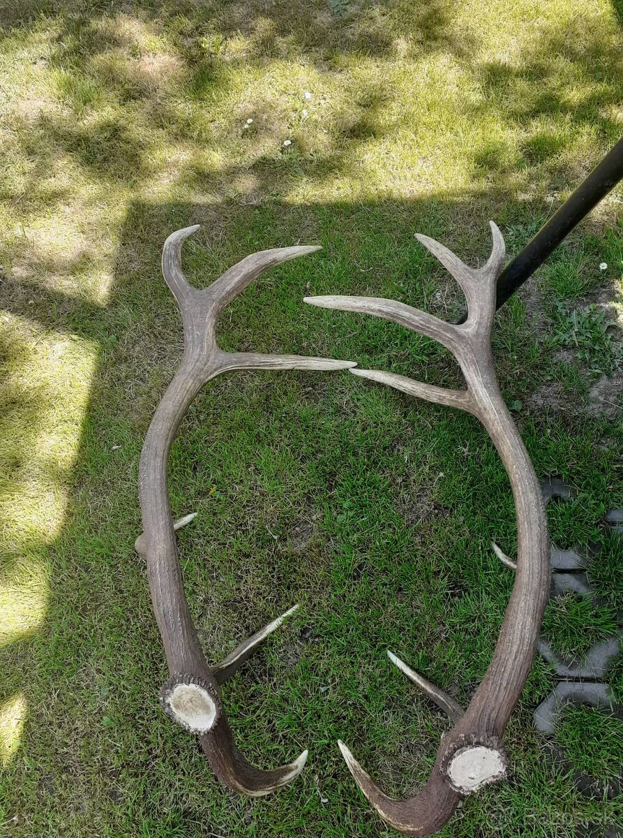 zhody, parohy, parožie - 3