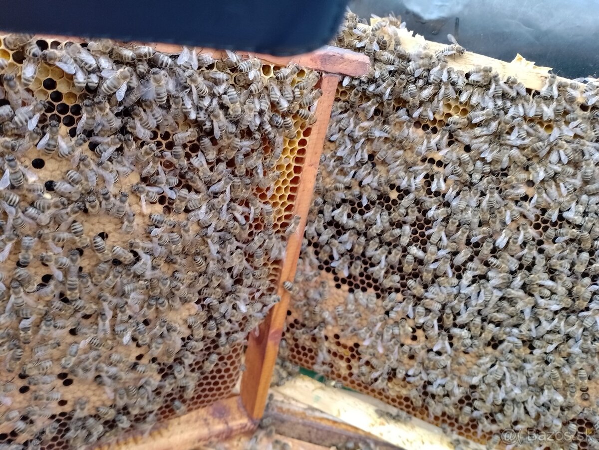 Predám včely - 3