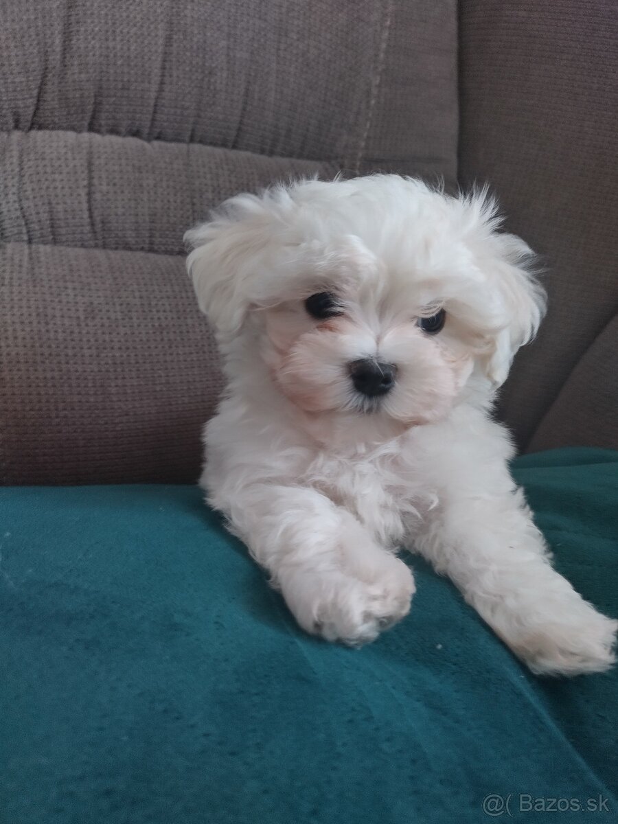 Mini maltezák - 3