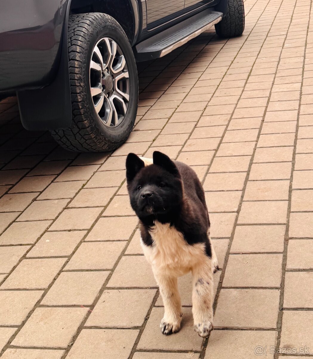 Americká Akita - 3