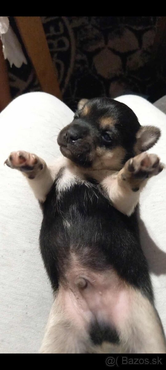 Darujem za symbolickú cenu alebo zadarmo - 3