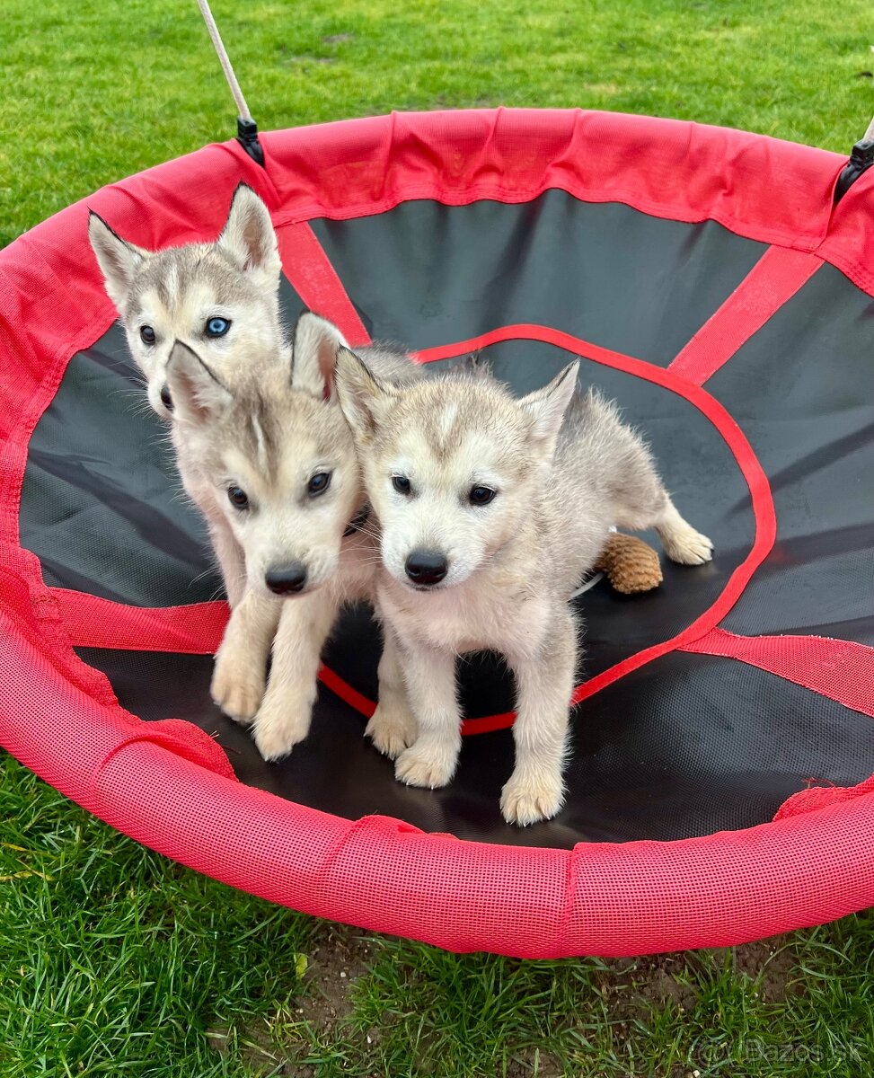 Steniatka sibirsky husky - 3