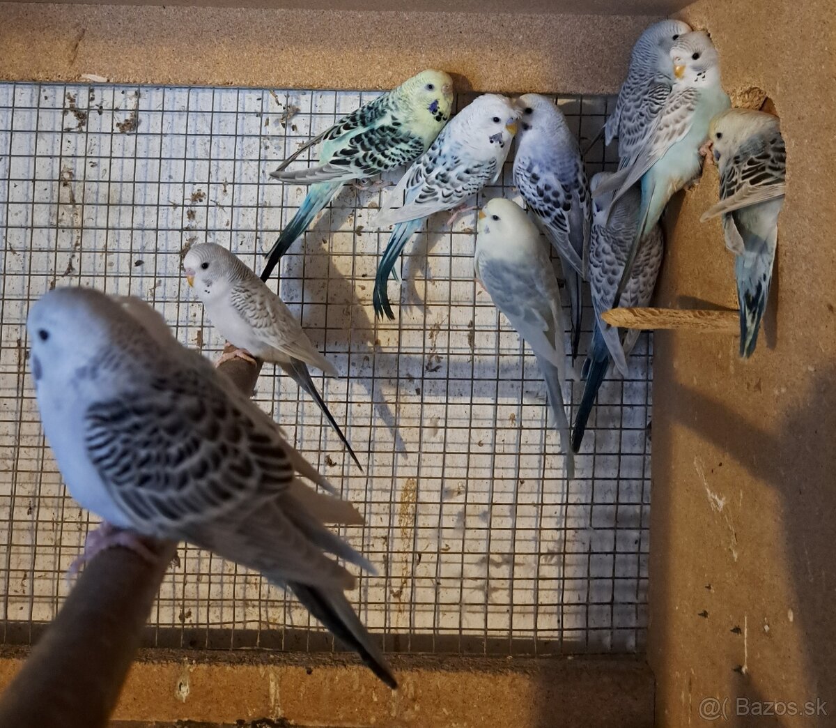 Andulky texas clearbody - 3