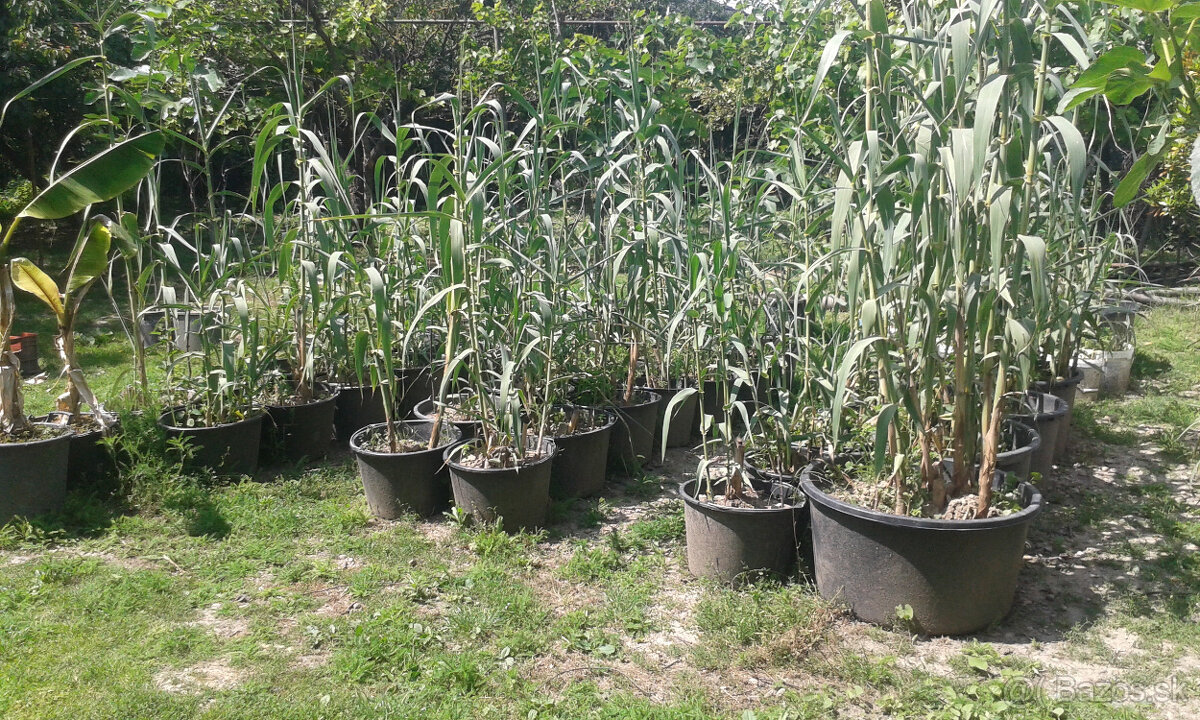 trstina obrovská-Aruna-ARUNDO DONAX-Trsteník - 3