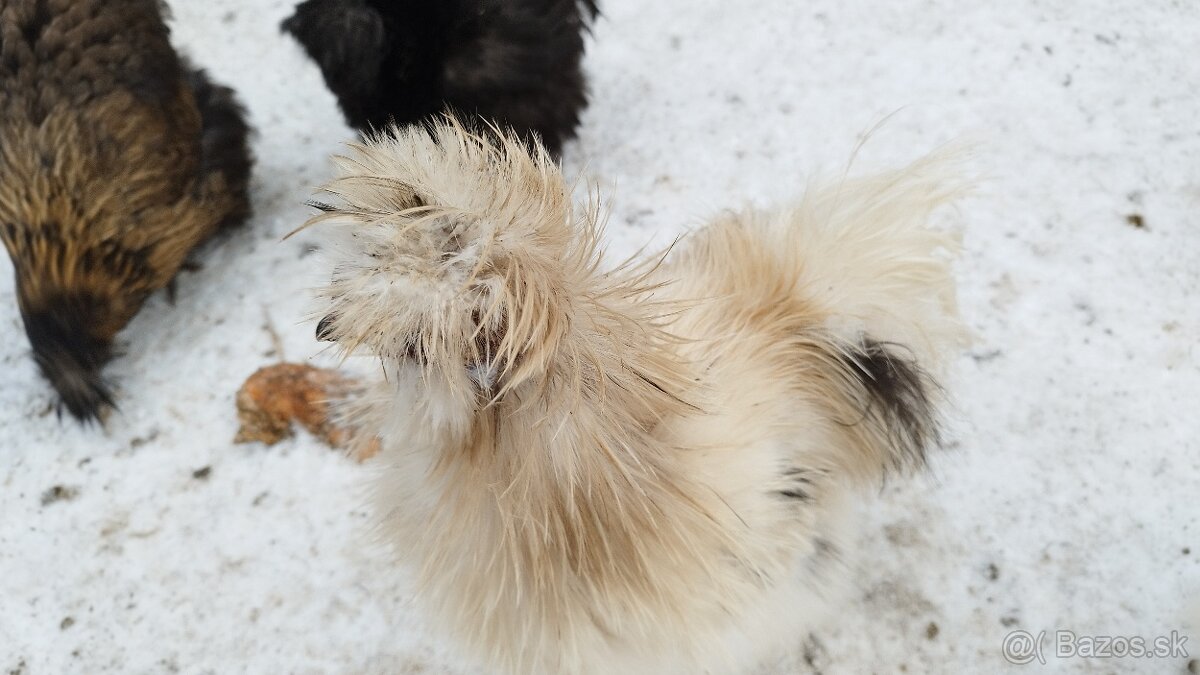 Kohúti hodvabničiek - 3