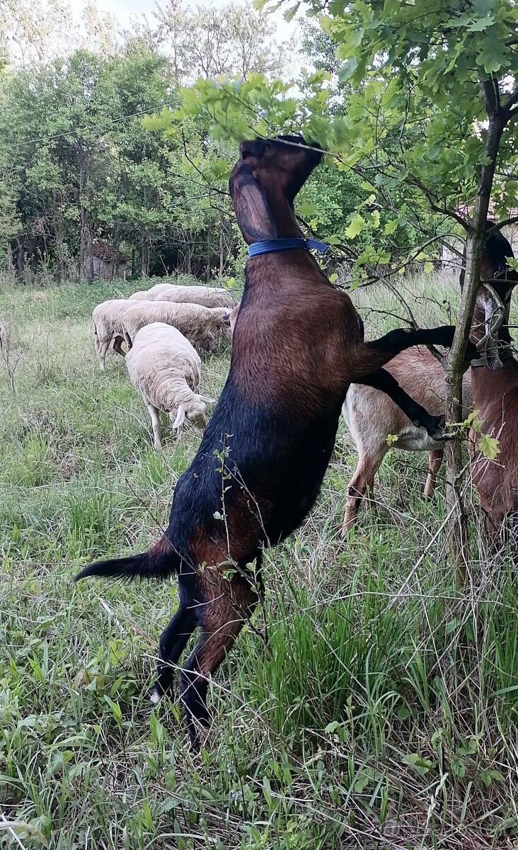 Anglonubijska koza - 3