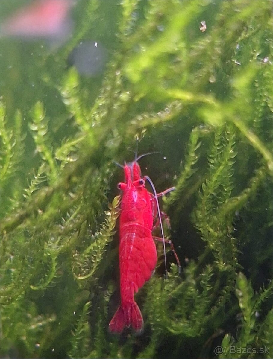 PREDÁM KREVETKY - Odber v Bratislave - 3