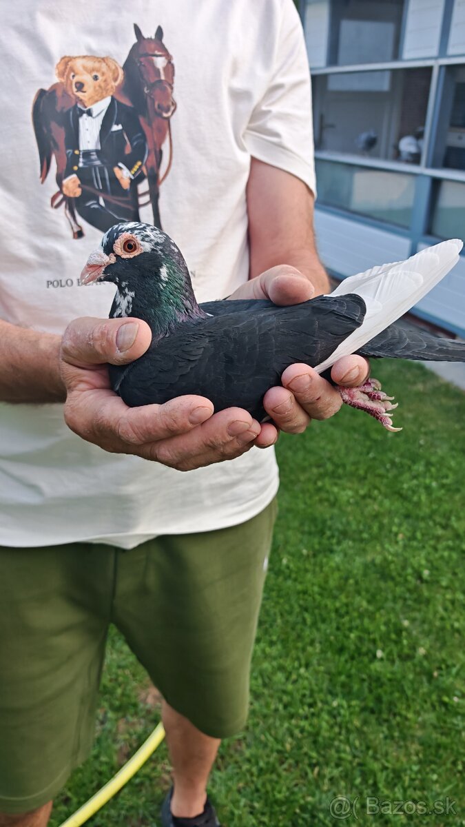 Poštové holuby - 3