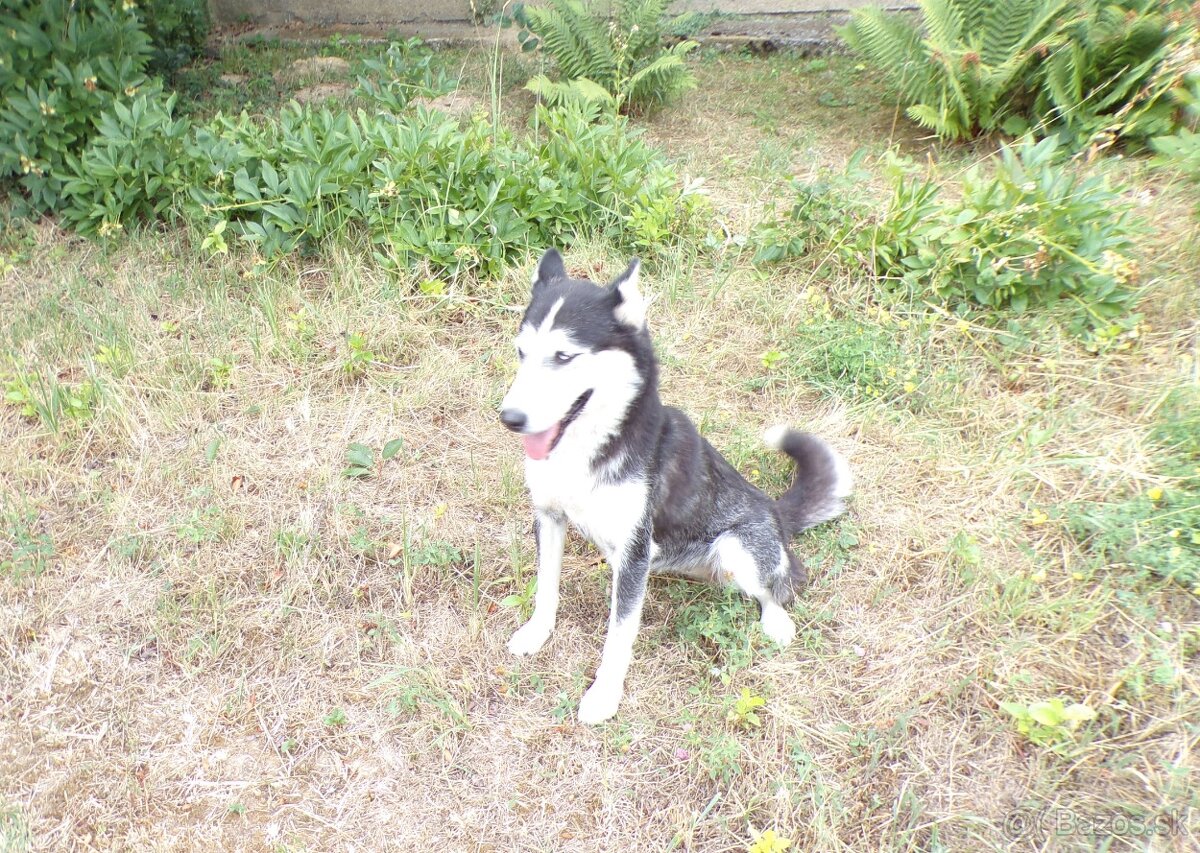 Sibírski husky- fenka - 3