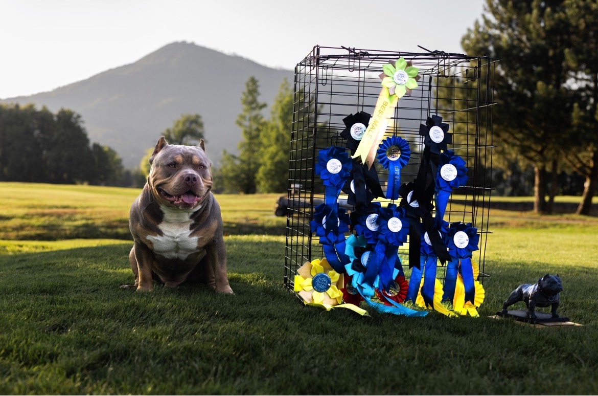 AMERICAN BULLY KRYTÍ - 3