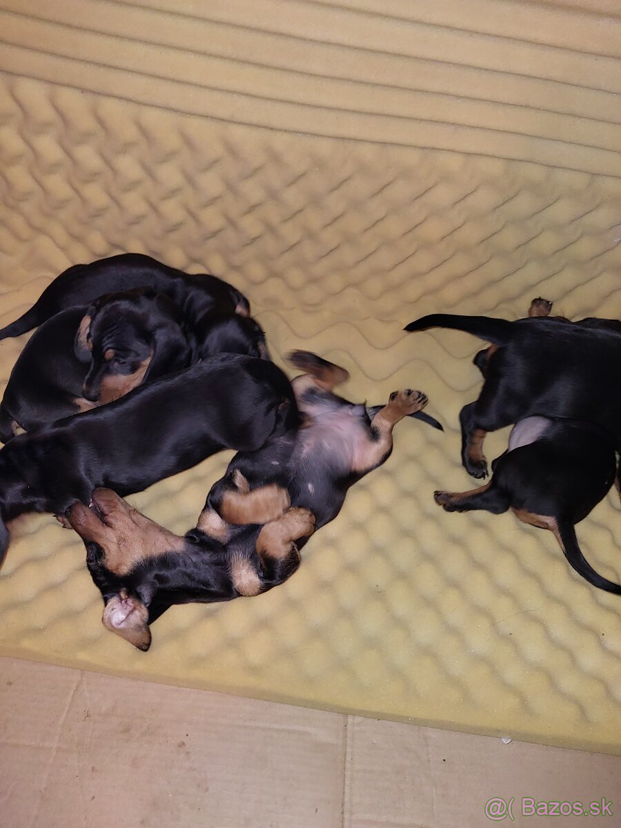 Jazvečík kratkosrsty - 3