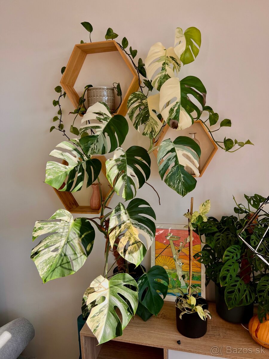 Monstera Deliciosa Albo Varegiata - 3