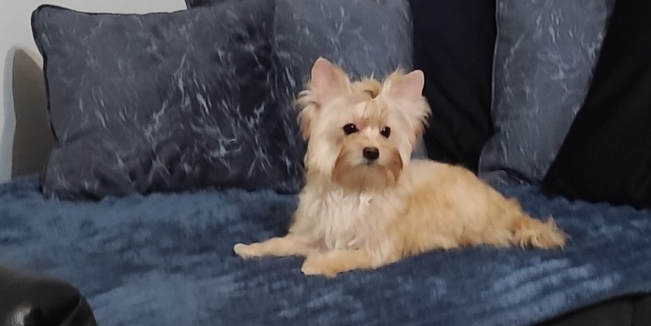 Yorkshire terrier - 3