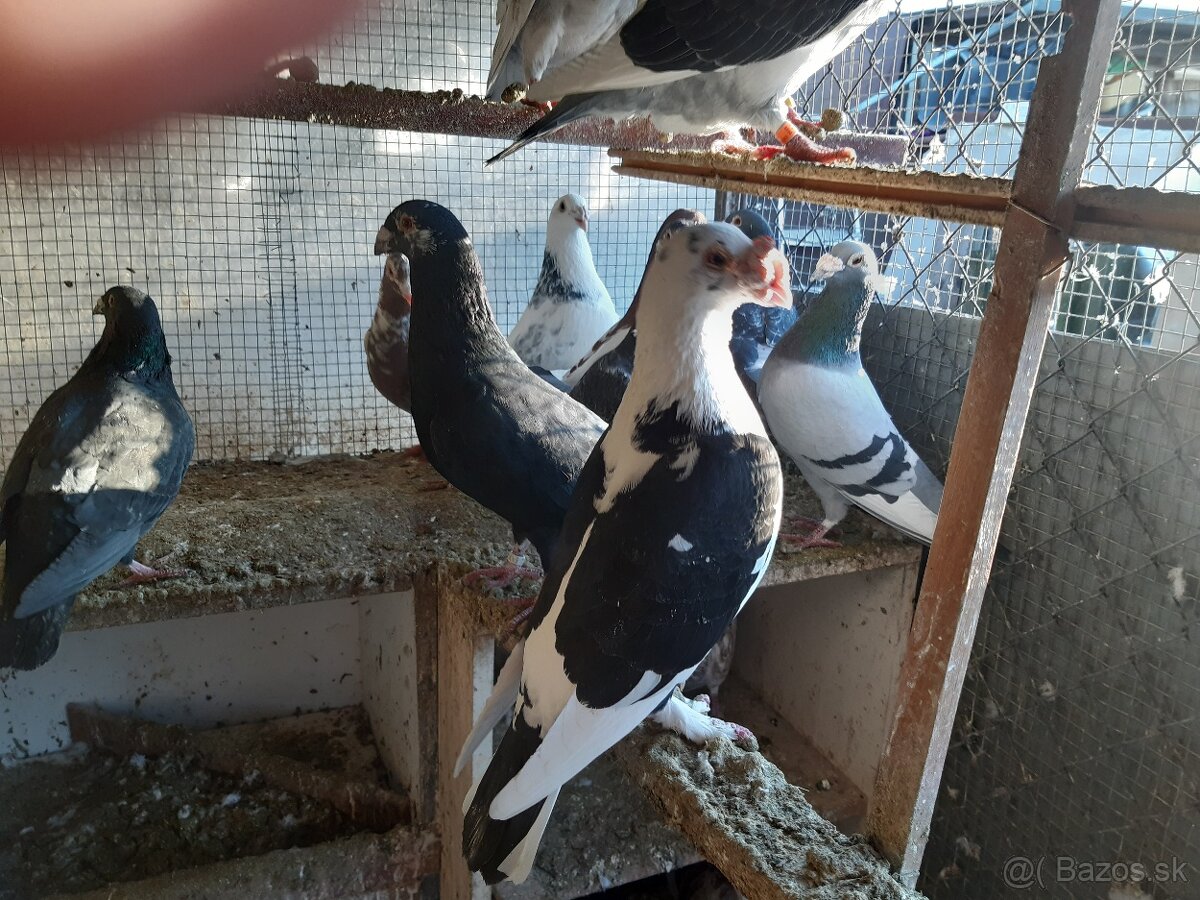 Predám poštové holuby - 3