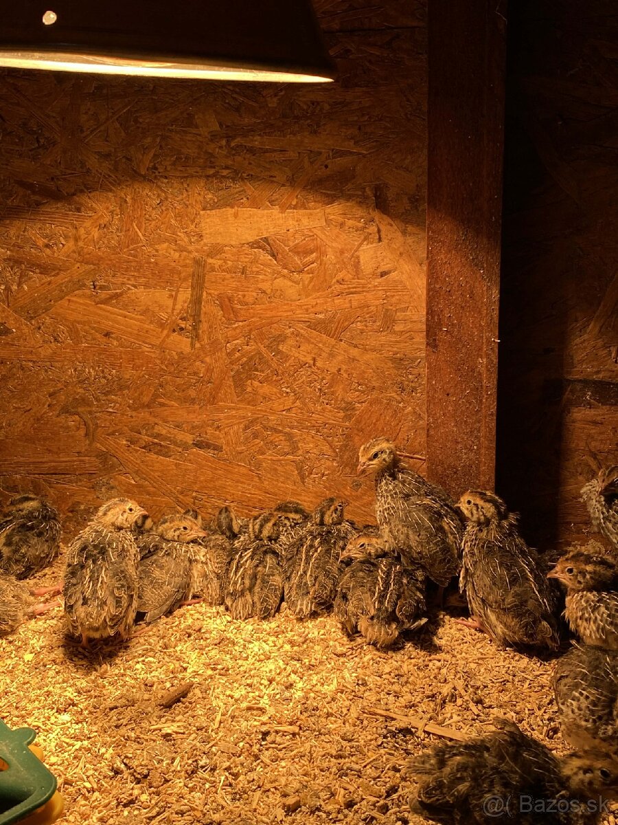 Japonské prepelice - 3