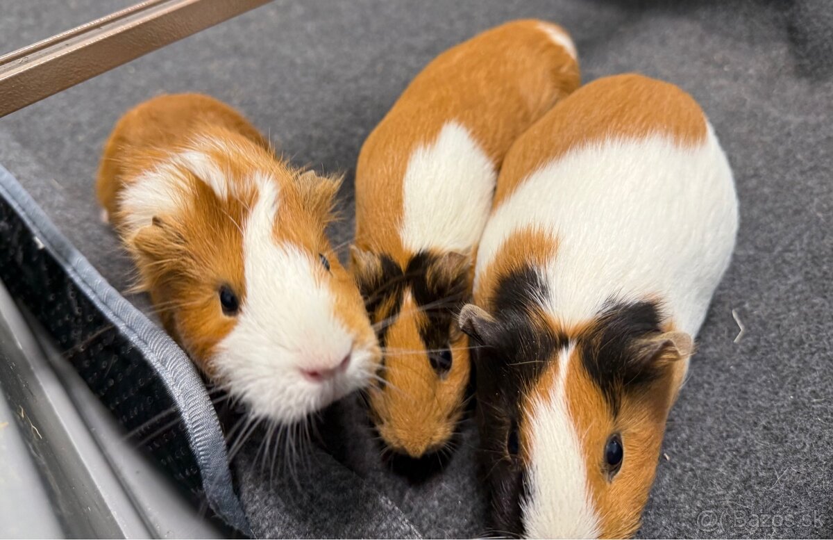 Predáme 3 morské prasiatka - 3