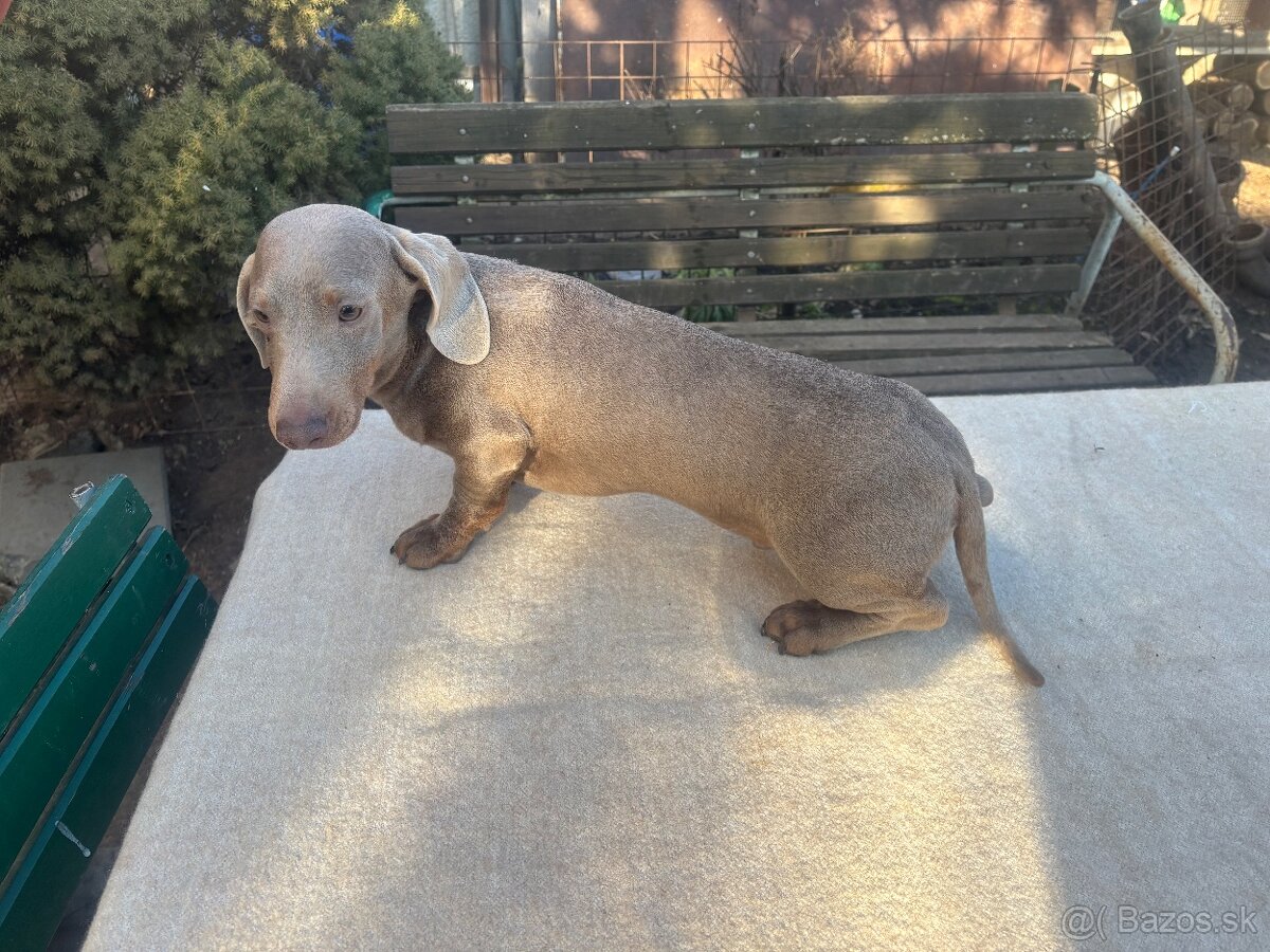 Jazvecik izabela - Dohoda - 3