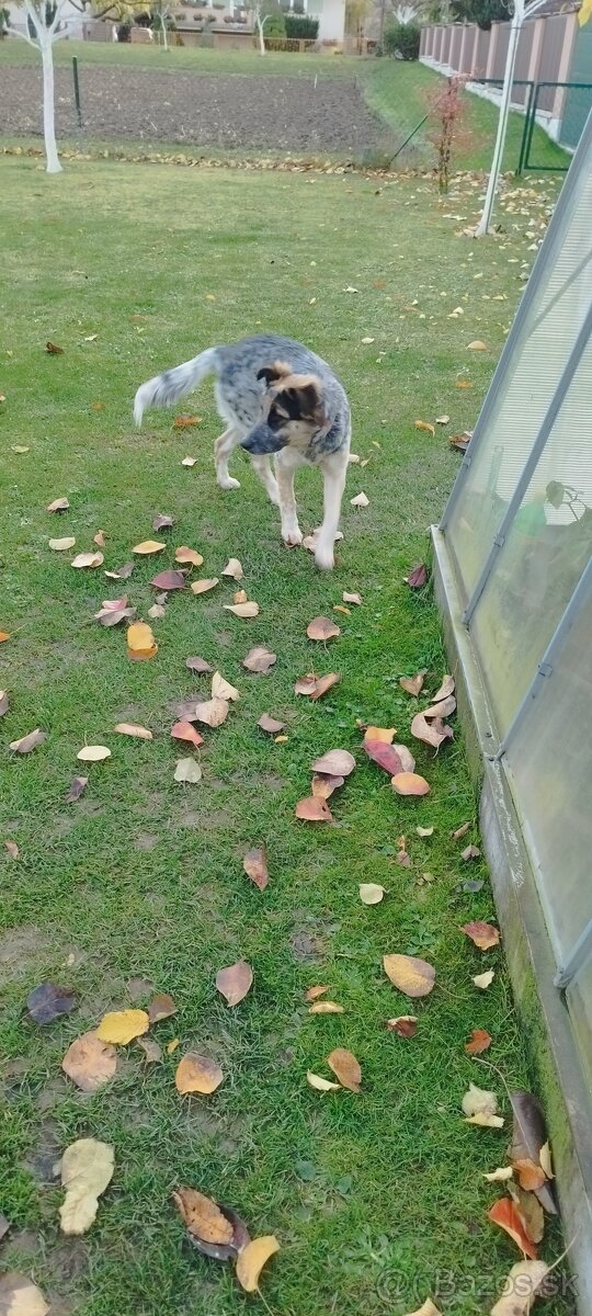 Kríženec border kólia s vlciakom - 3