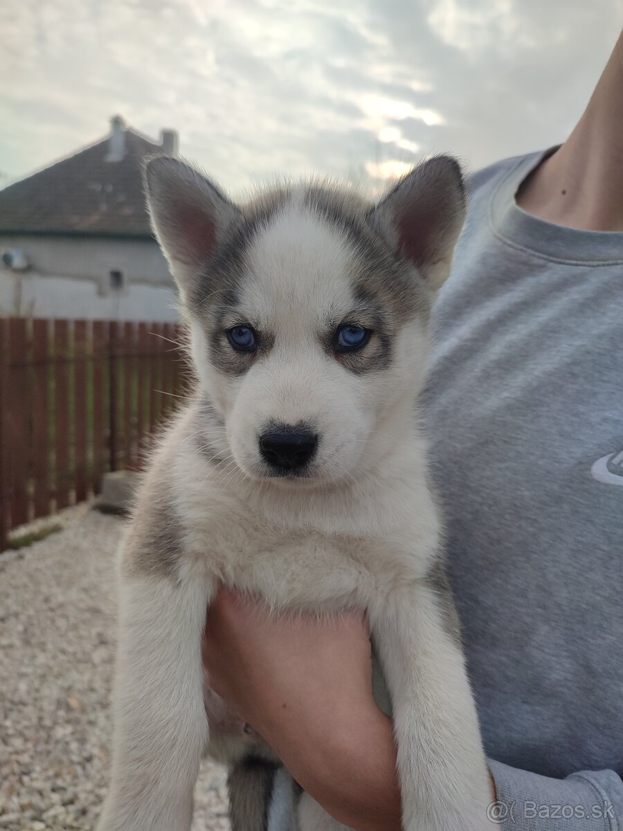 Šteniatka sibírsky husky - 3