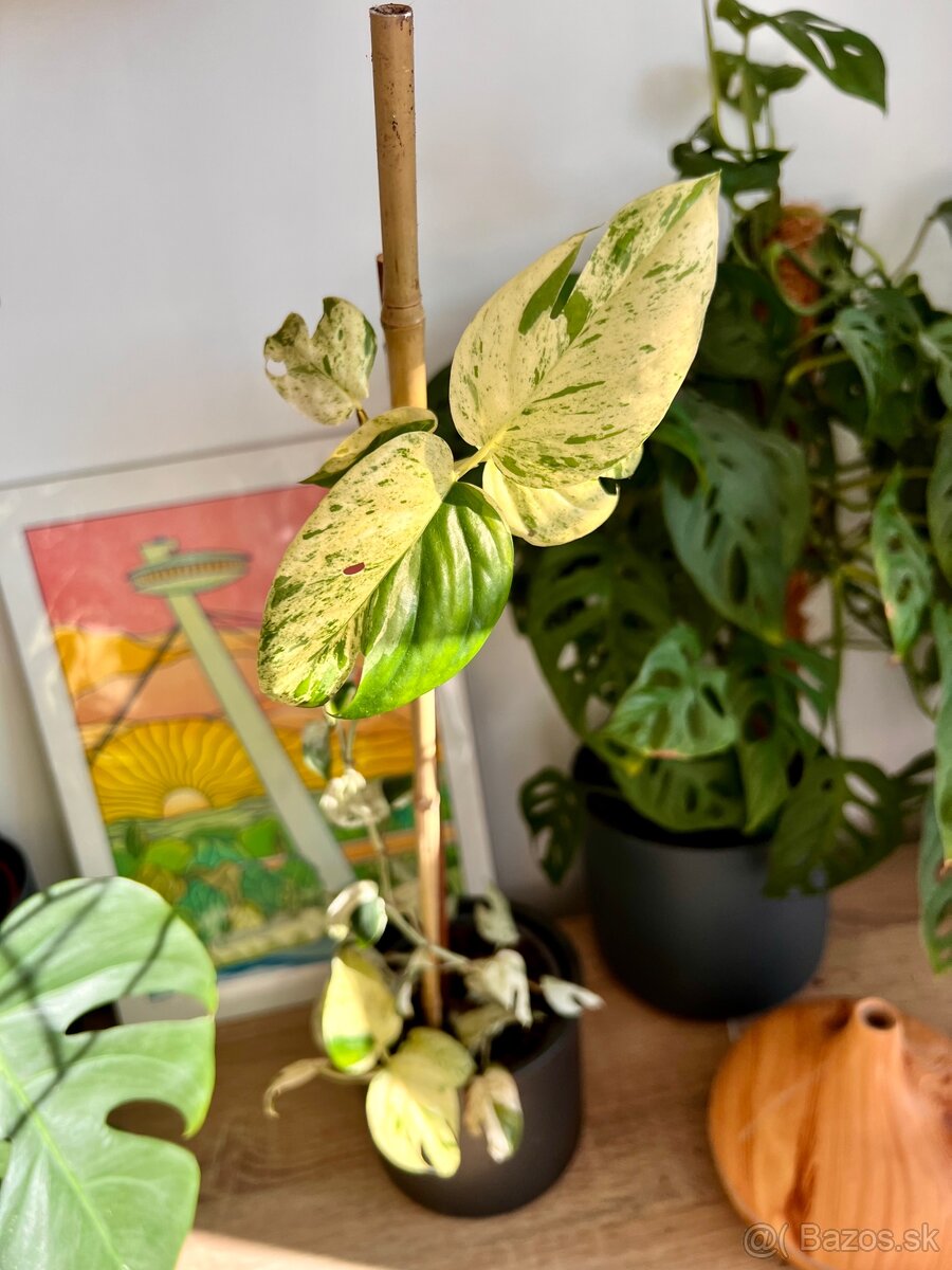 Raritné rastliny - 3