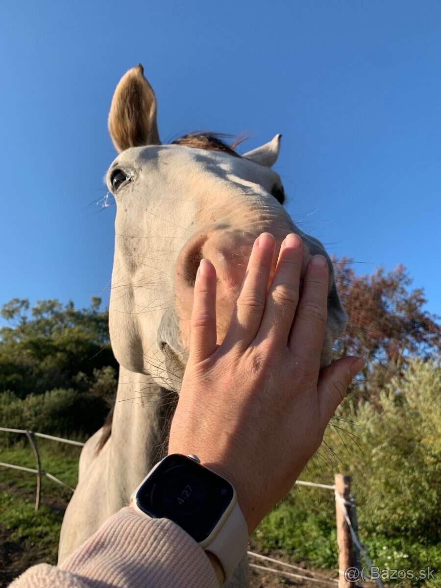 Krásny 6 ročný valach - 3