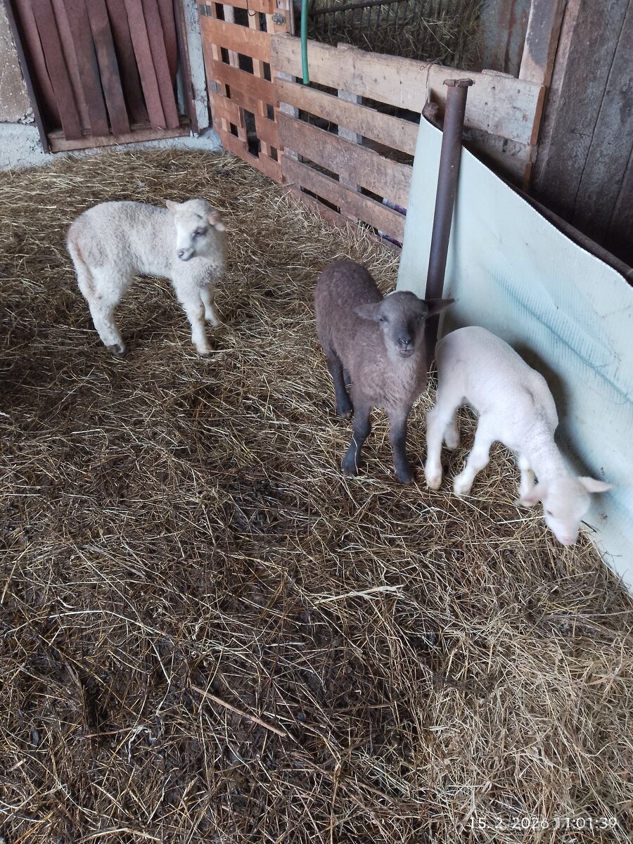 Predám jatočne jahňata - 3