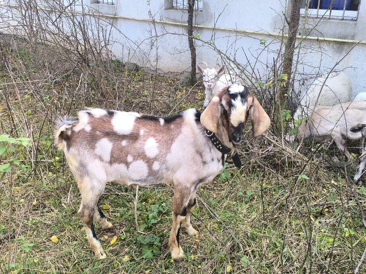 Anglonubijsky podielovy Capko pripustanie,predaj - 3