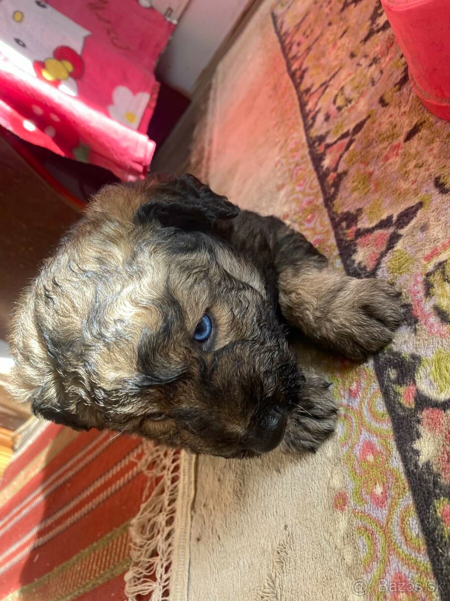 Predám Šteniatka Sibirský HuskyXLabradorský Retríver - 3