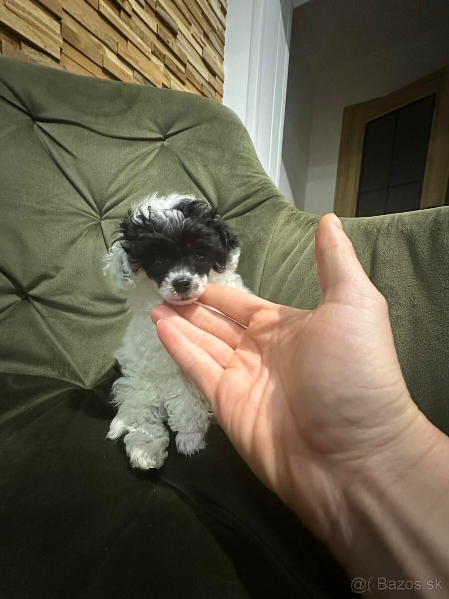 Trpasličí pudlík pudel - 3