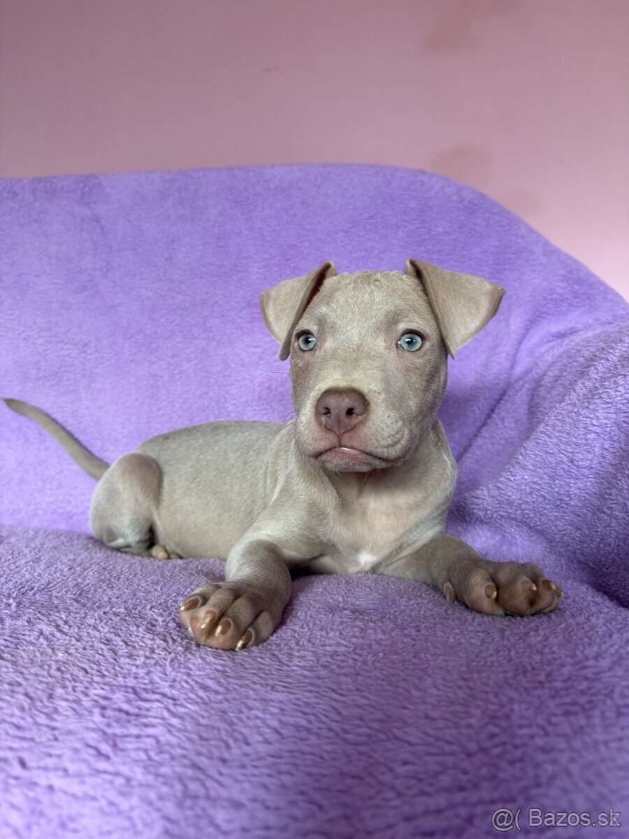 Americký pitbulterier s PP silverfawn rarita - 3
