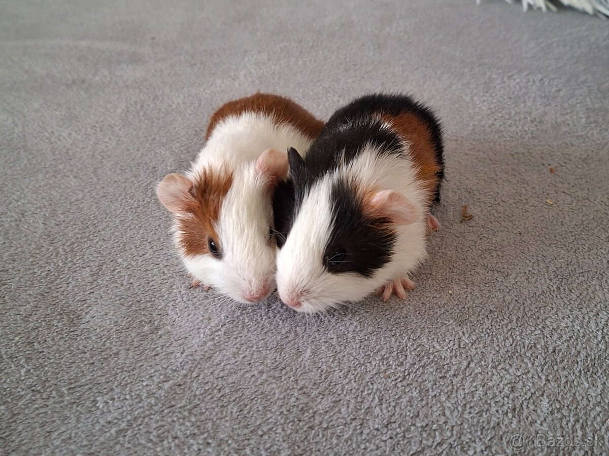 Morské prasiatka - 3