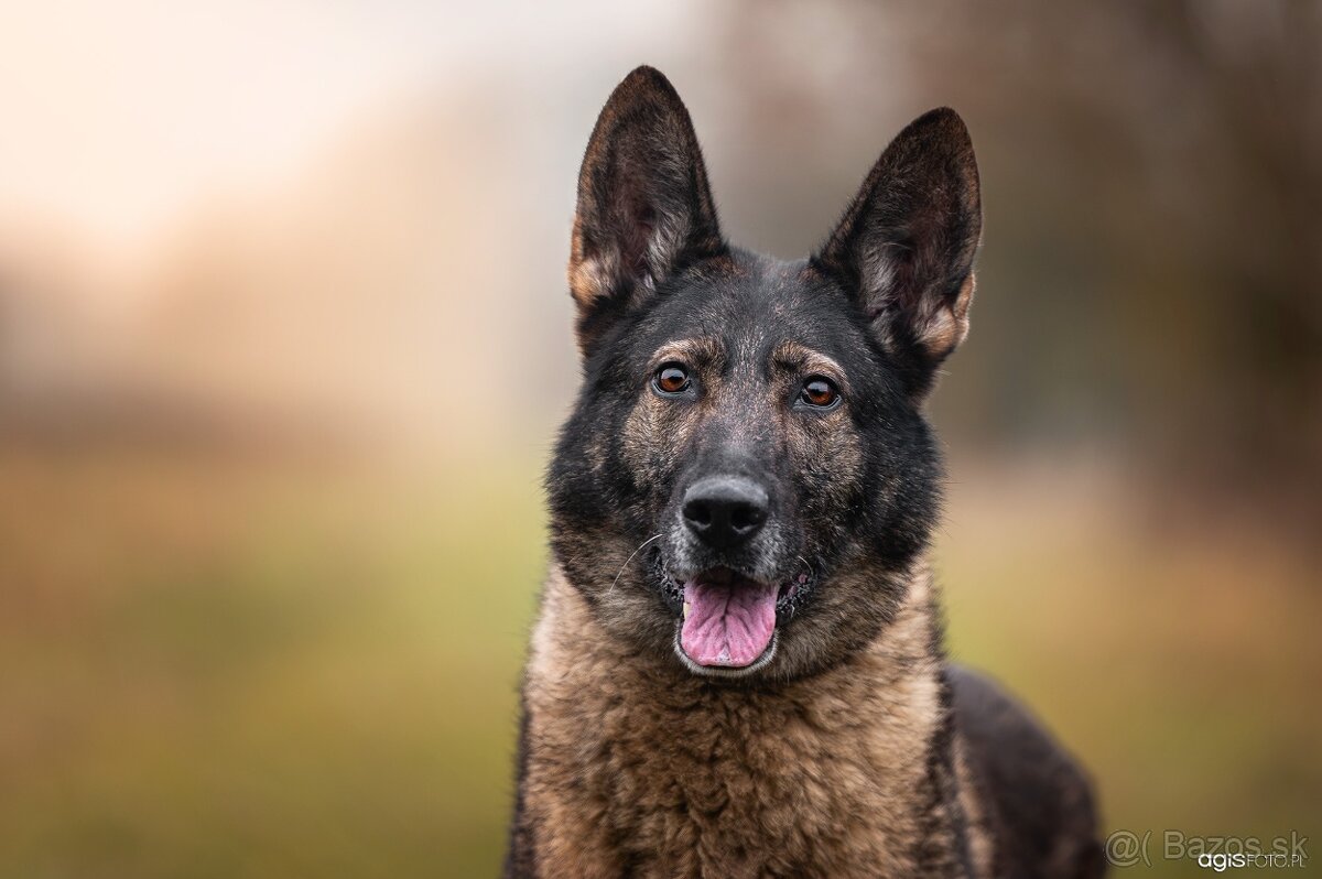 Nemecký ovčiak šteniatka s PP WORK line - 3