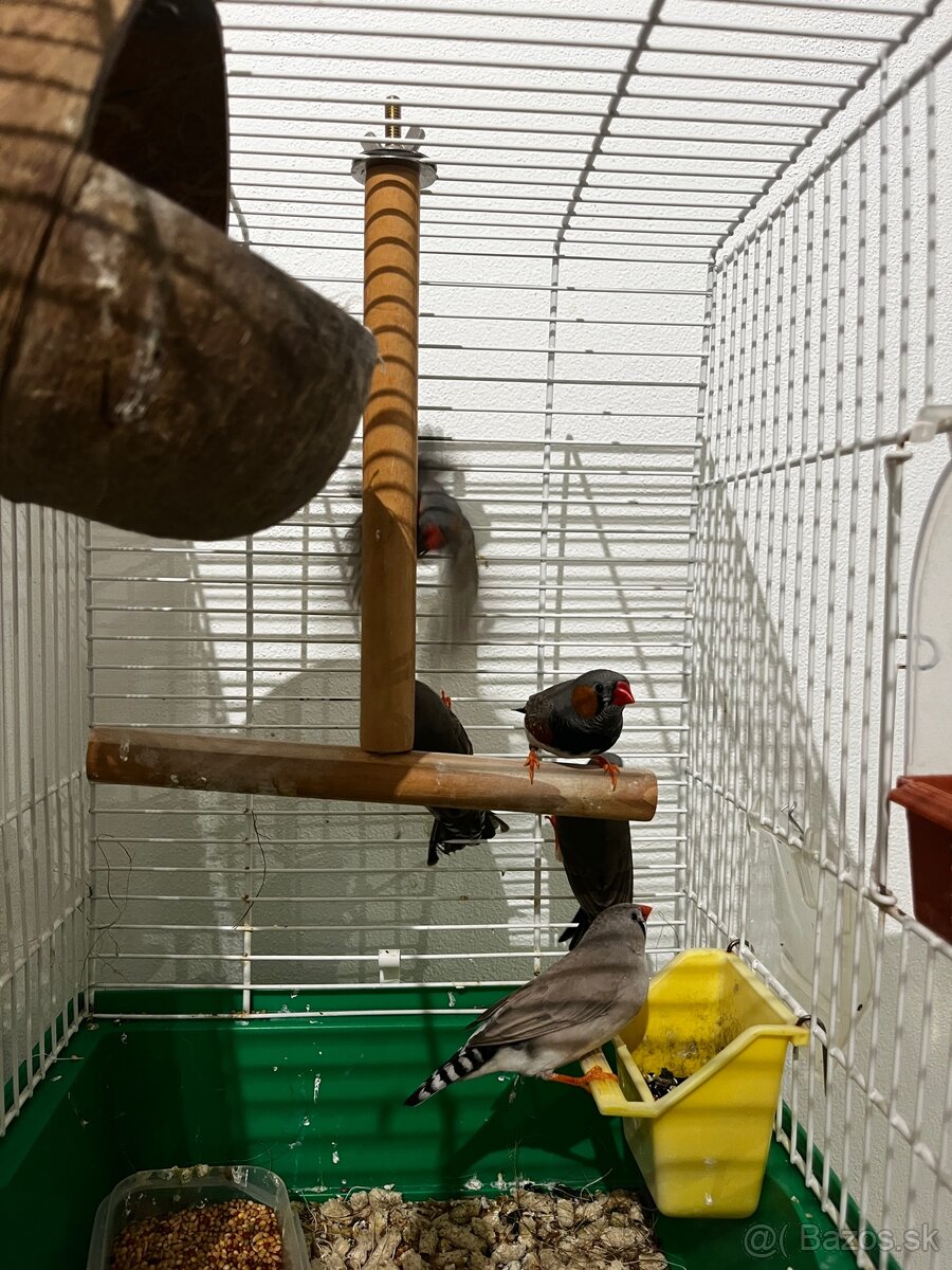 Zebrička austrálska - 3