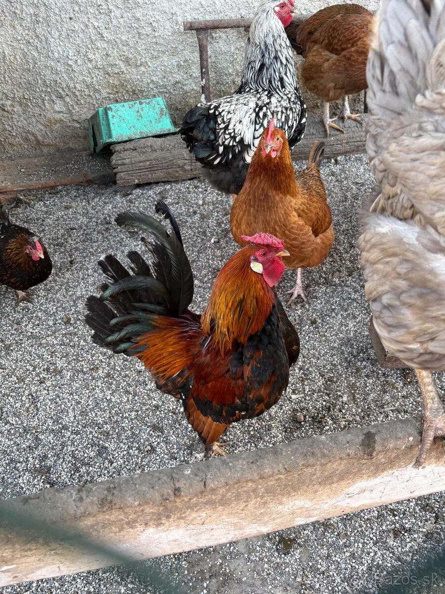 Predám kohútov - 3