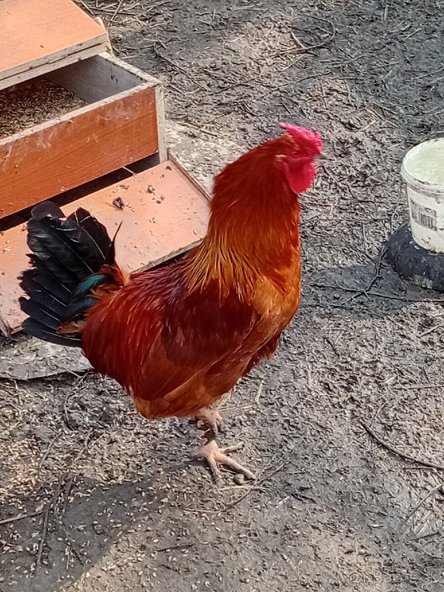 Predám kohúta Hemšir - 3