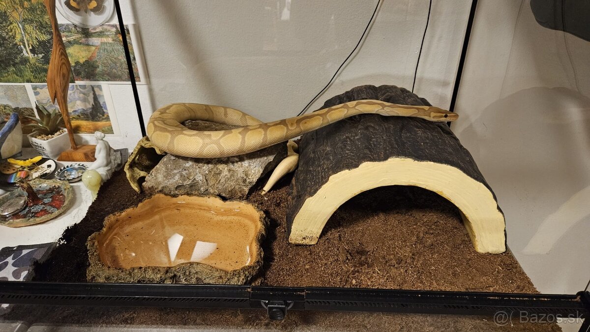 Ball python - pastel banana - 3