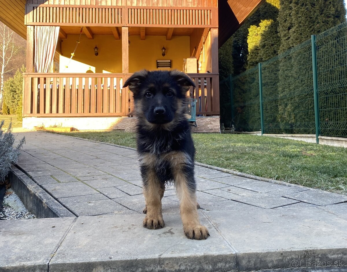 Nemecký ovčiak s PP - 3