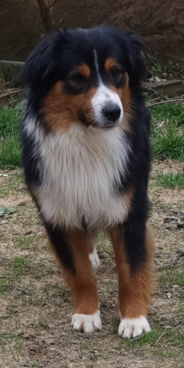 Miniatúrny americký ovčiak s pp - 3