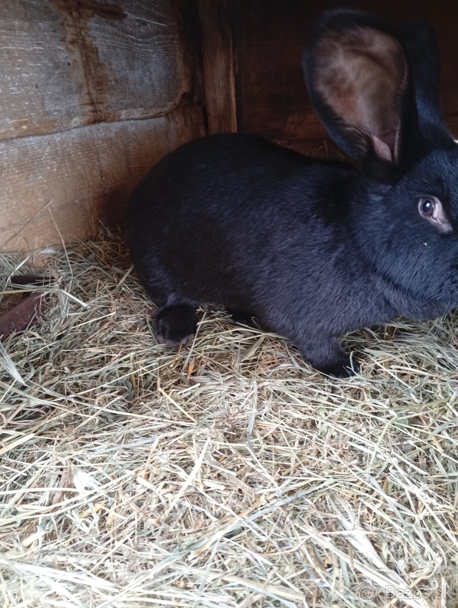 Nemecký Strakáč - 3