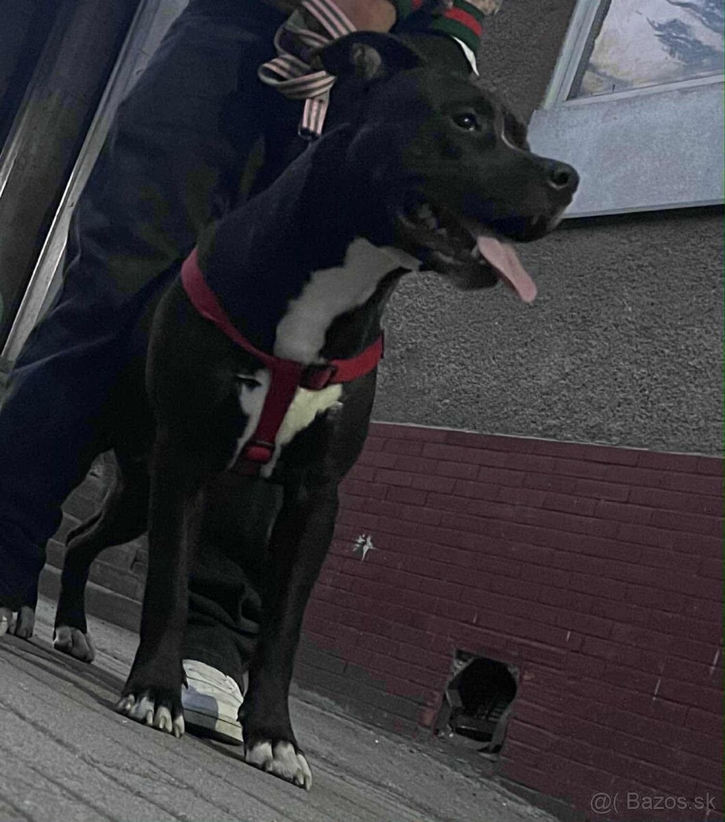 Darujem staforda - 3