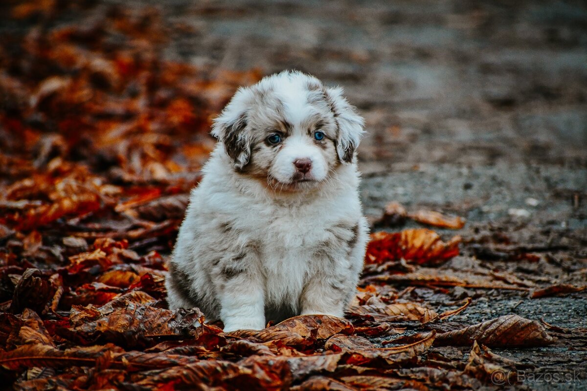 Miniatúrny americký ovčiak - 3